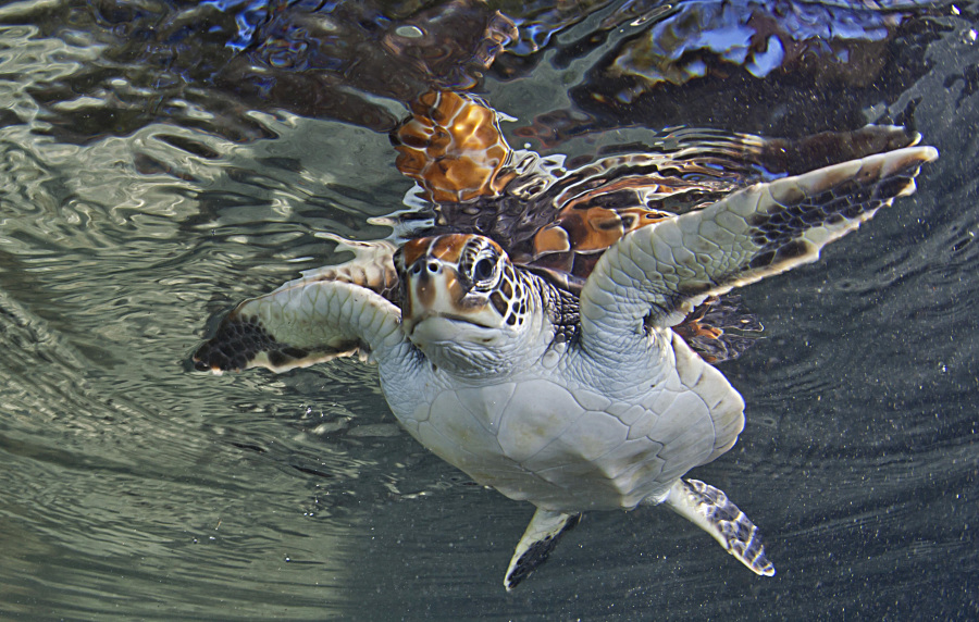Tortue verte Chelonia mydas, exemple de grand succ&egrave;s de mesure de conservation : apr&egrave;s sa protection et l&rsquo;arr&ecirc;t de son commerce ayant d&eacute;cim&eacute; la population, le nombre de pontes sur l&rsquo;&icirc;le de l&rsquo;Ascension (plus grand site de ponte de l&rsquo;esp&egrave;ce de l&rsquo;Atlantique Sud) a &eacute;t&eacute; multipli&eacute; par six de 1977 &agrave; 2013. 