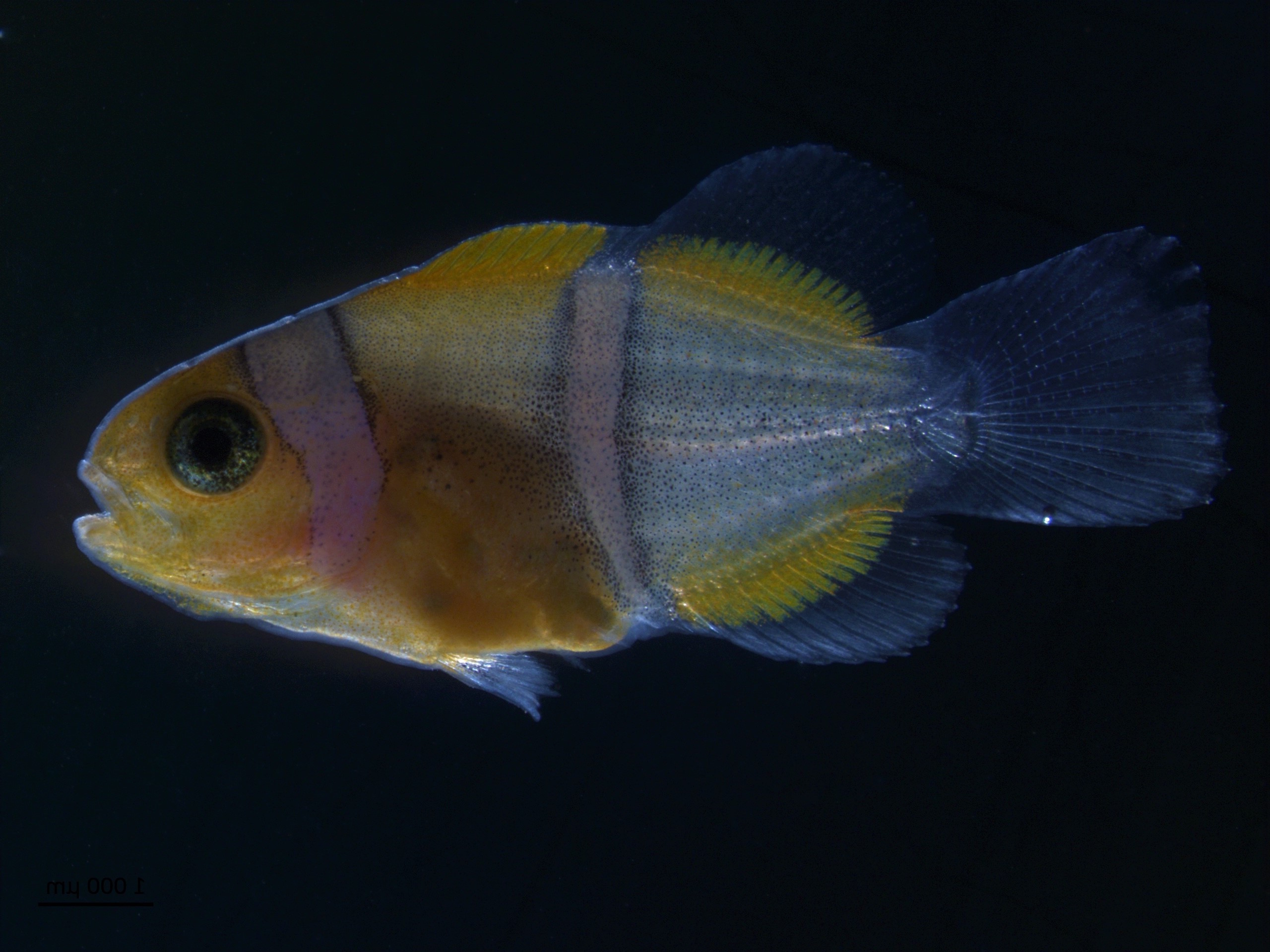 Juv&eacute;nile poisson clown