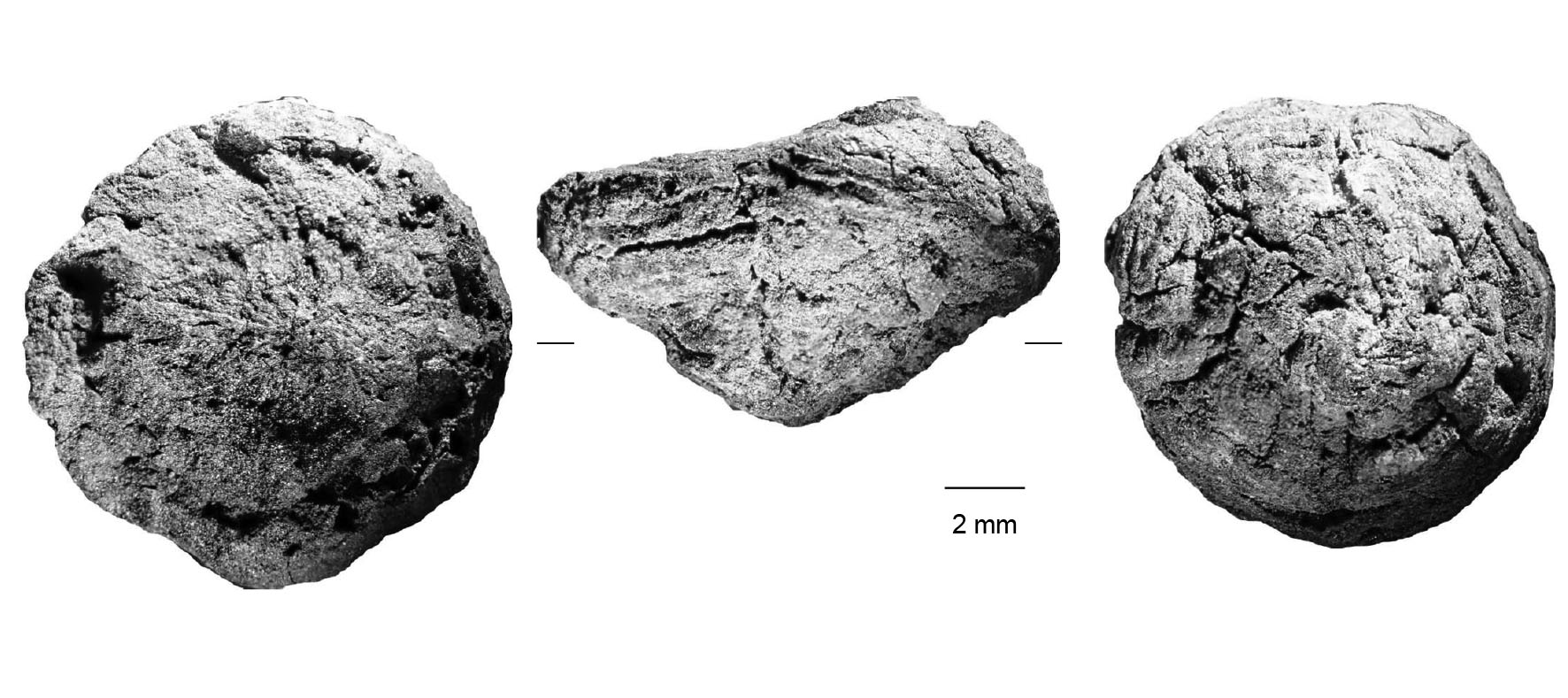 3 vues diff&eacute;rentes d'un rhizome en microscopie