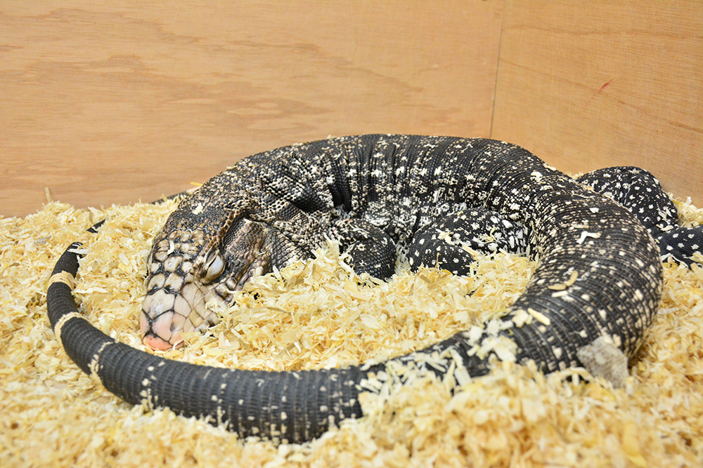 l&eacute;zard de l'esp&egrave;ce Salvator merianae, dans sa liti&egrave;re