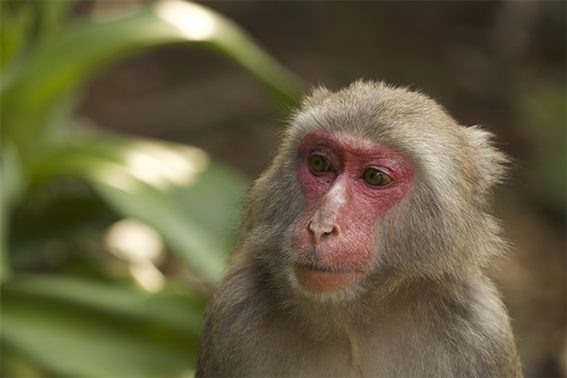 t&ecirc;te d'une femelle macaque