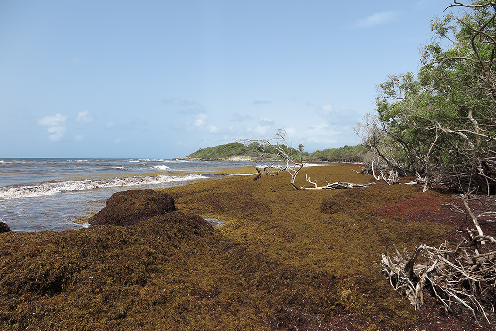Sargasses &eacute;chou&eacute;es sur une plage