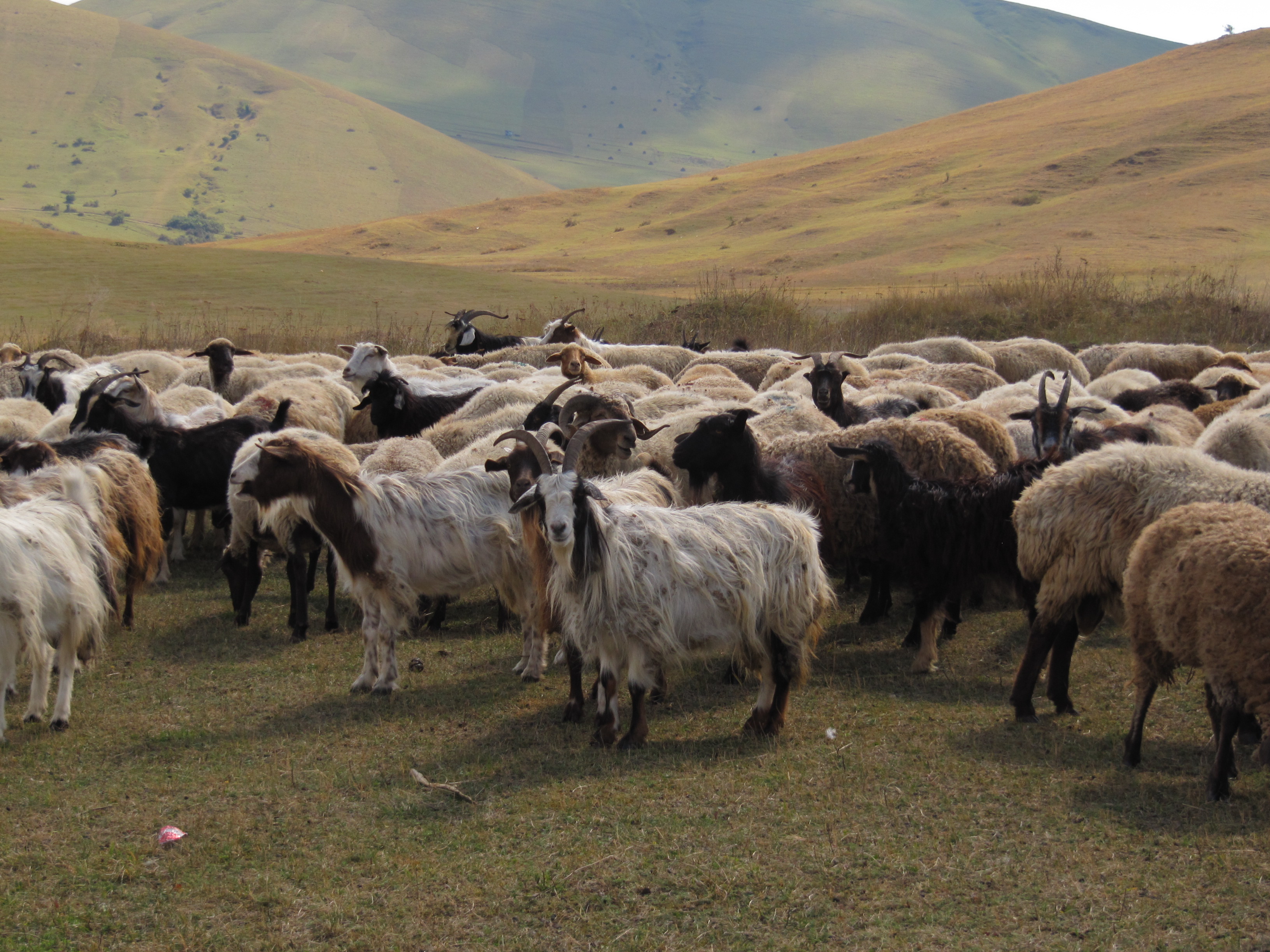 Troupeau de ch&egrave;vres iraniennes