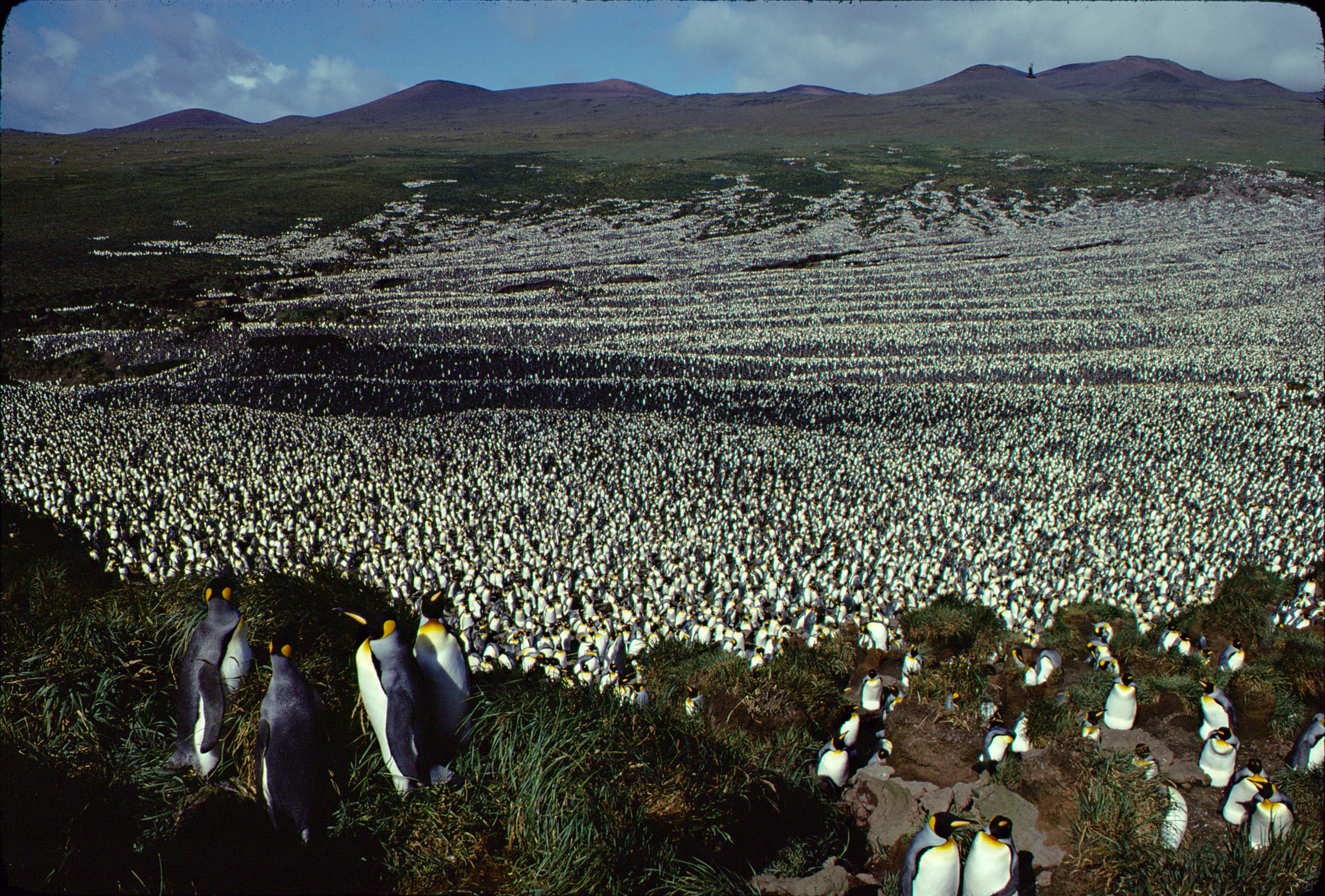 Vue g&eacute;n&eacute;rale de la colonie de manchots royaux de l&rsquo;&icirc;le aux Cochons en 1982. 