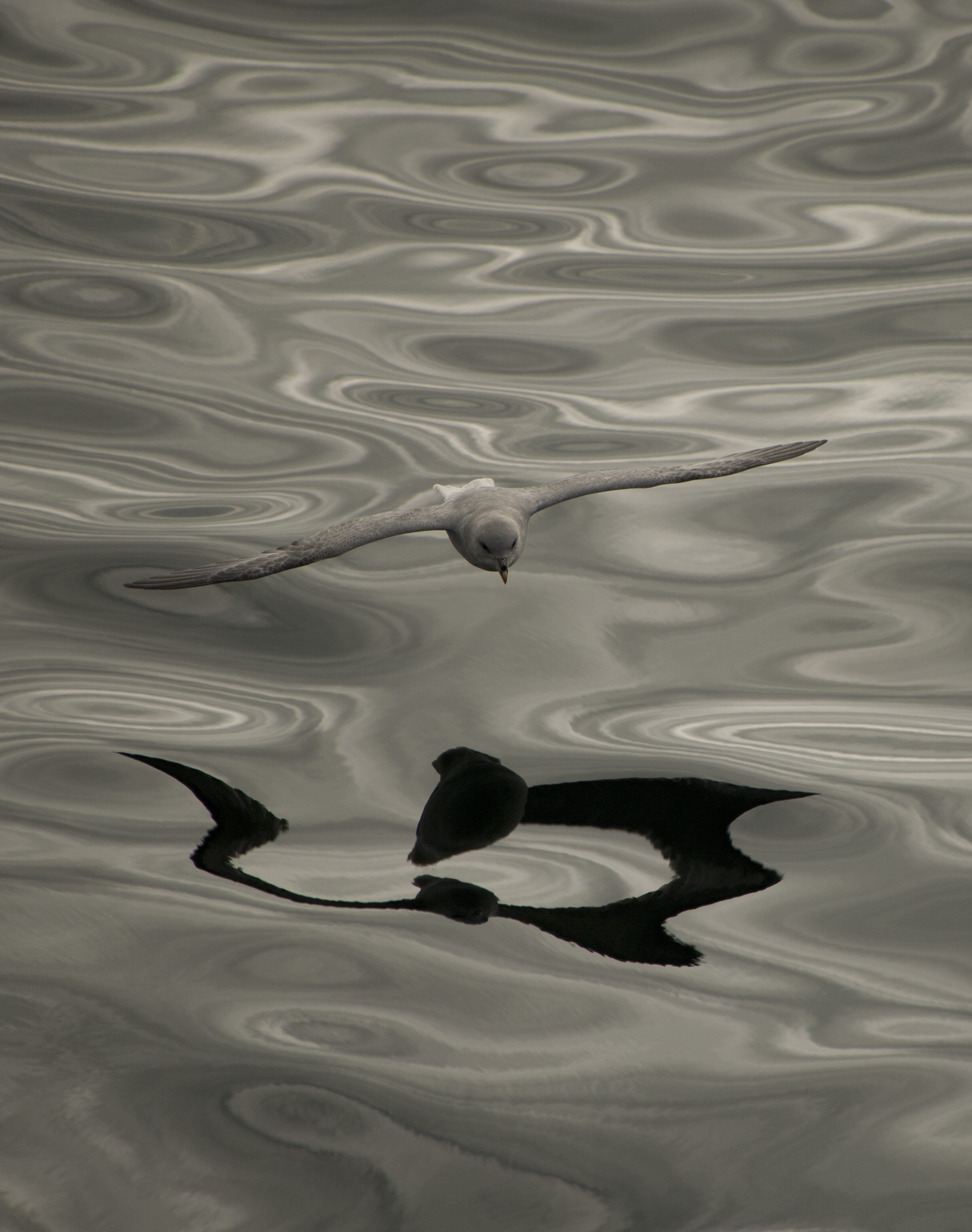 fulmar bor&eacute;al au dessus de l'eau