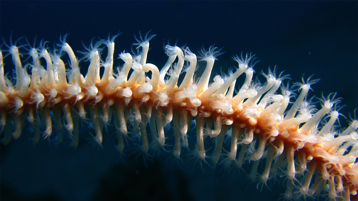 Gorgone octocoralliaire