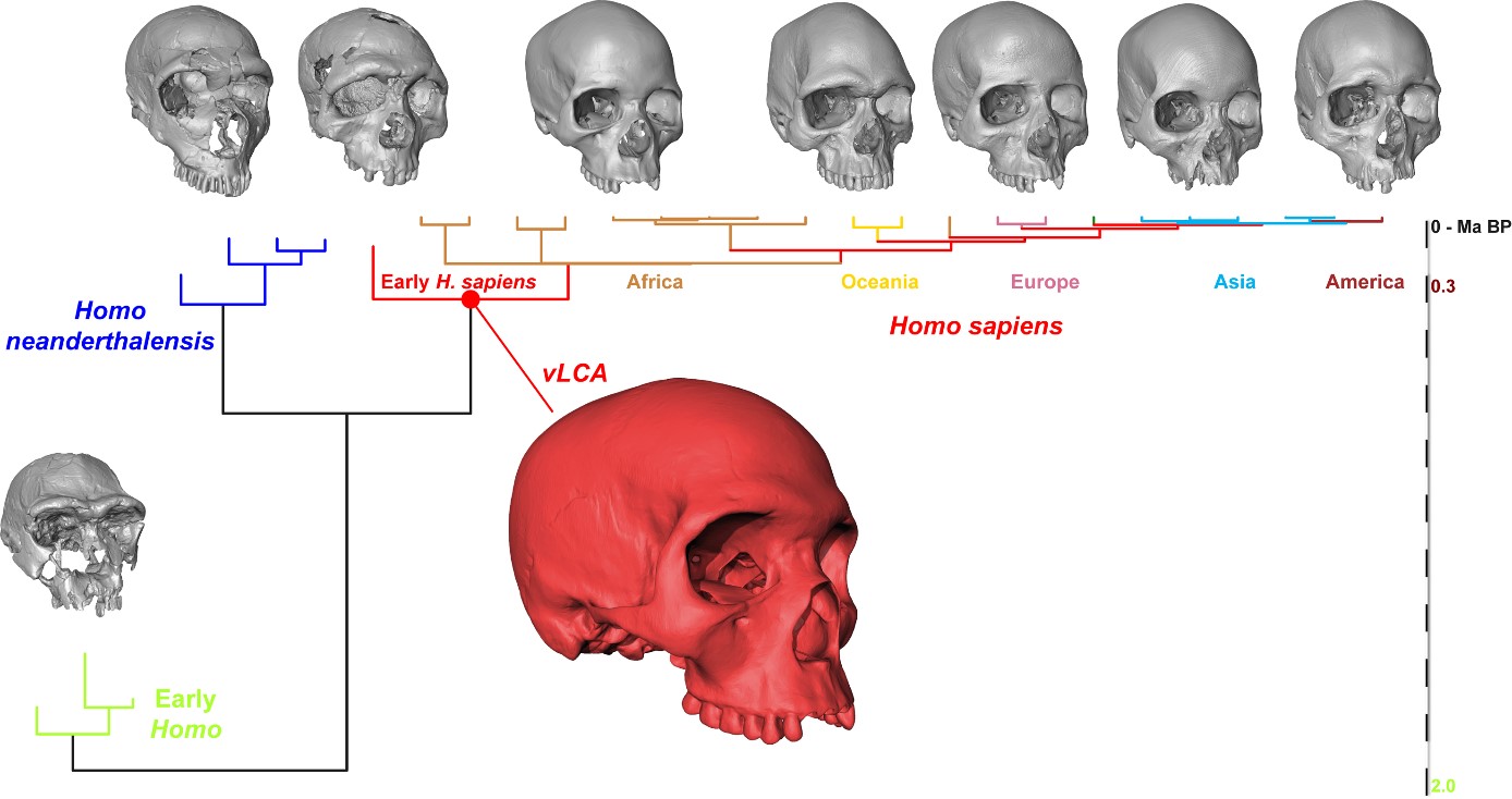 arbre de parent&eacute; repr&eacute;sentant les relations entre populations &eacute;tudi&eacute;es dans cette &eacute;tude. 