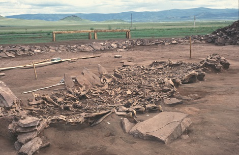 Fouille du site Kurgan Arzhan 2 (Tuva, Sib&eacute;rie), 7e si&egrave;cle avant notre &egrave;re. Tombe 16. Vue de 14 squelettes de chevaux exhum&eacute;s.