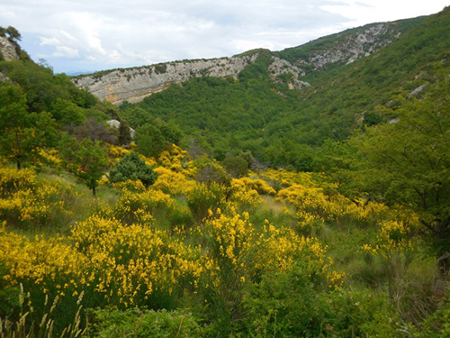 R&eacute;g&eacute;n&eacute;ration d&rsquo;une for&ecirc;t de ch&ecirc;nes dans le Luberon