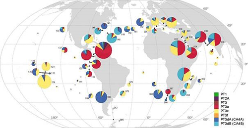 Carte de distribution des types pigmentaires des cyanobact&eacute;ries Synechococcus le long du trajet de l&rsquo;exp&eacute;dition Tara Oceans. &copy; PNAS Gr&eacute;bert et al. (2018) &ndash; CNRS/Sorbonne Universit&eacute;