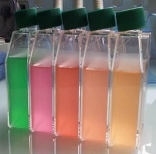 Cultures des cyanobact&eacute;ries Synechococcus &copy; Garczarek (CNRS/Sorbonne Universit&eacute;)