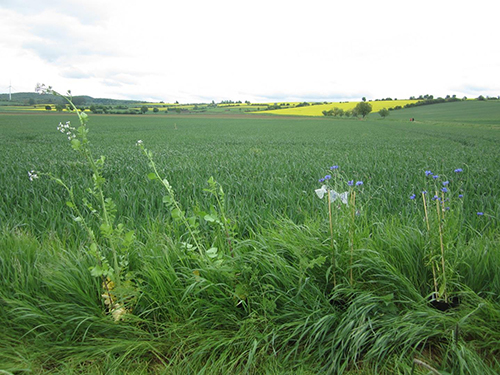 Exp&eacute;rimentation de pollinisation en bordure de parcelle dans l&rsquo;un des paysages agricoles &eacute;tudi&eacute;.  Cr&eacute;dit : Annika Hass