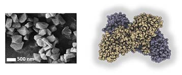 C'est &agrave; partir de ces cristaux (observ&eacute;s en microscopie &eacute;lectronique &agrave; balayage, &agrave; gauche) que la structure de la toxine BinAB a &eacute;t&eacute; r&eacute;solue (sch&eacute;ma, &agrave; droite).
