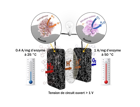 Biopile &agrave; combustible H2/O2 bas&eacute;e sur une hydrog&eacute;nase thermostable r&eacute;sistante &agrave; l'oxyg&egrave;ne et au monoxyde de carbone &agrave; l'anode et une bilirubine oxydase thermostable &agrave; la cathode fournissant des courants de l'ordre de l'amp&egrave;re par milligramme d'enzymes.