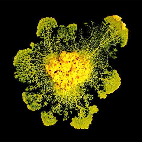 Physarum polycephalum (diam&egrave;tre : environ 10 centim&egrave;tres), ou blob, compos&eacute; d'une unique cellule, cultiv&eacute; en laboratoire sur un gel d'agar.