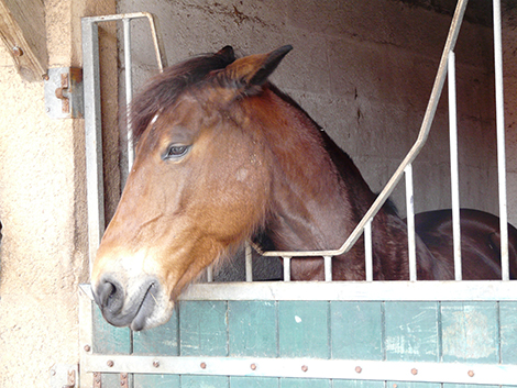 &copy; Martine Hausberger  Cheval avec les oreilles vers l'arri&egrave;re, un indicateur de mal-&ecirc;tre potentiel. Dans cette &eacute;tude, les chevaux &eacute;taient d&eacute;clar&eacute;s en &eacute;tat de mal-&ecirc;tre chronique lorsqu'ils pr&eacute;sentaient trois des quatre sympt&ocirc;mes suivants : oreilles en arri&egrave;re plus de la moiti&eacute; du temps, probl&egrave;mes vert&eacute;braux, an&eacute;mie, nombre anormalement &eacute;lev&eacute; de globules blancs neutrophiles).