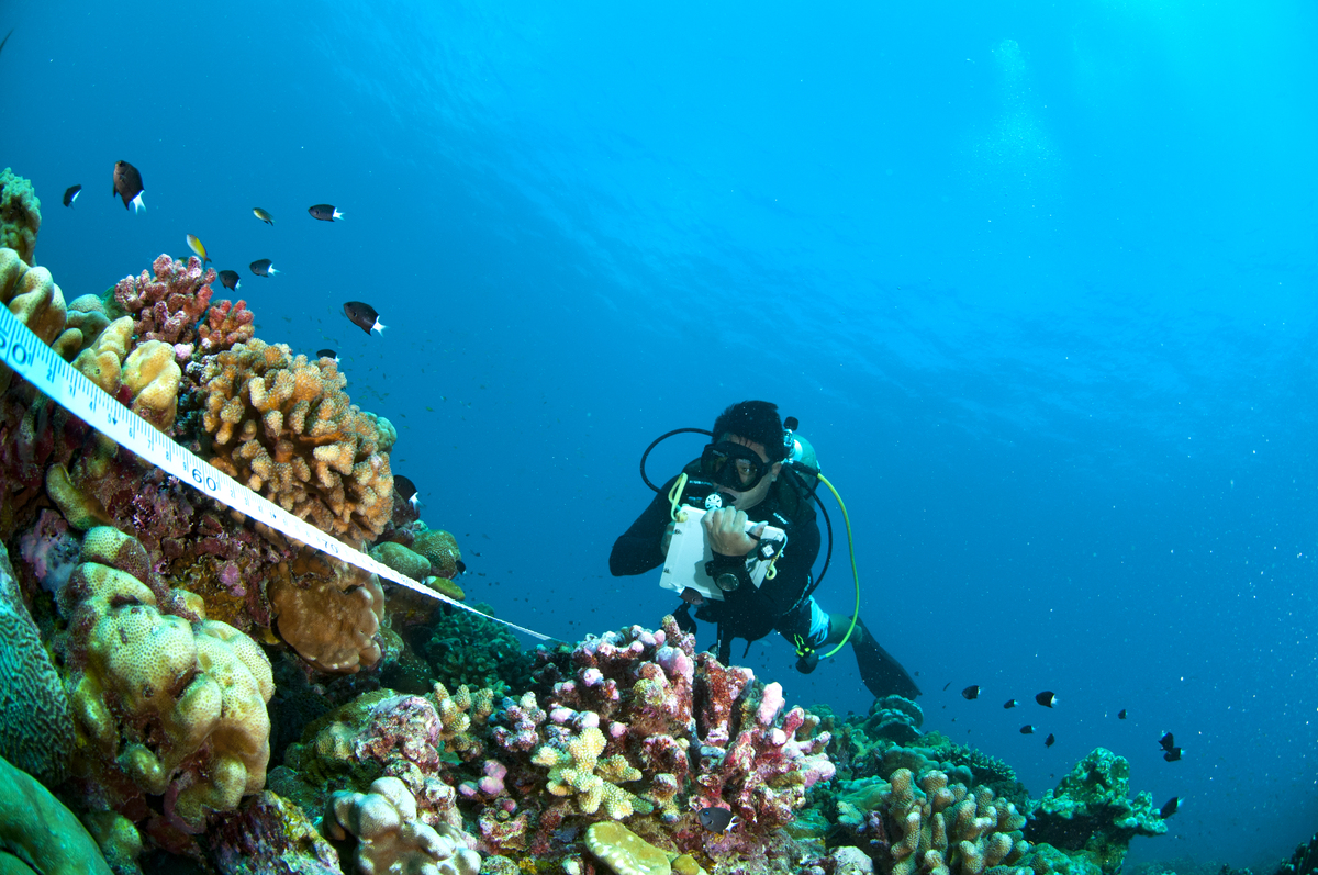 Pr&egrave;s d&rsquo;une &icirc;le de la r&eacute;publique des Kiribati, un plongeur r&eacute;pertorie toutes les esp&egrave;ces rencontr&eacute;es dans un couloir de plusieurs m&egrave;tres compris entre le fonds et la surface de l'oc&eacute;an, dans le cadre d&rsquo;un suivi &agrave; long terme de la sant&eacute; des r&eacute;cifs coralliens impact&eacute;s par le changement climatique. &copy; Yannick CHANCERELLE / CRIOBE / CNRS Phototh&egrave;que
