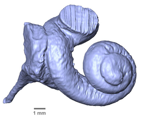 illustration du mod&egrave;le 3D de la cochl&eacute;e de Carolinacetus sp. (UM-KPG-M164, vue ventrale), une des esp&egrave;ces de protoc&egrave;te du Togo.