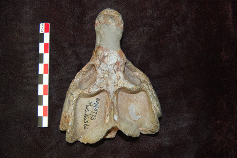 Cr&acirc;ne du th&eacute;rapside cynodonte Diademodon sp. provenant du Trias Moyen d'Afrique du Sud.