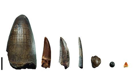 Dents du gisement de Gadoufaoua (Niger). La barre d'&eacute;chelle repr&eacute;sente 2 cm. De gauche &agrave; droite : dents d'un crocodile g&eacute;ant Sarcosuchus imperator, d'un spinosaure, d'un th&eacute;ropode non spinosaure (ab&eacute;lisaurid&eacute; ou carcharodontosaurid&eacute;), d'un pt&eacute;rosaure, d'un ouranosaure (dinosaure herbivore), d'un pycnodonte (poisson) et d'un petit crocodilomorphe.