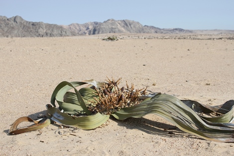 Une plante Welwitschia mirabilis femelle dans son environnement naturel du d&eacute;sert de Namibie.