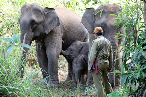 &Eacute;l&eacute;phants captifs travaillant dans le d&eacute;bardage du bois au Laos.