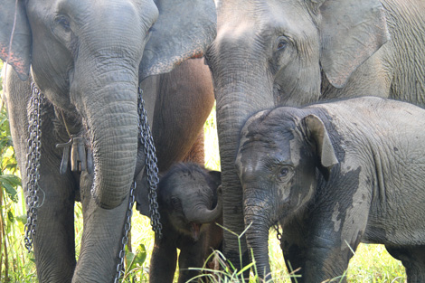 &Eacute;l&eacute;phants captifs travaillant dans le d&eacute;bardage du bois au Laos.