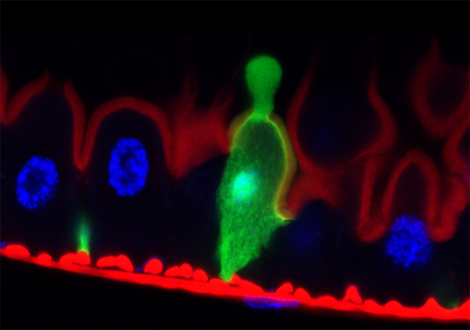 Vue de l'&eacute;pith&eacute;lium d'une drosophile. En vert un ent&eacute;rocyte se purgeant de son contenu endommag&eacute; dans la lumi&egrave;re de l'intestin, en rouge les filaments d'actine et en bleu l'ADN