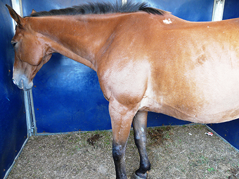 Cheval pr&eacute;sentant un syndrome &laquo; d&eacute;pressif &raquo;