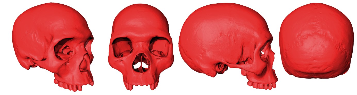 vues du fossile virtuel sous diff&eacute;rents angles