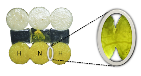 Physarum polycephalum exp&eacute;riment&eacute;s (ou habitu&eacute;s, H) qui fusionnent avec un cong&eacute;n&egrave;re na&iuml;f (N). Le pseudopode qui traverse le pont provient du blob na&iuml;f. Au niveau de la zone de contact (zoom) on peut voir la formation d'une veine entre les blobs.