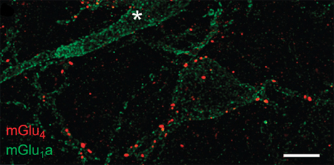 Vue des synapses dans l'amygdale d'une souris, obtenue par microscopie confocale. En rouge les r&eacute;cepteurs mGlu4 et en vert ceux de mGlu1a. La barre blanche en bas &agrave; droite correspond &agrave; 5 &mu;m.
