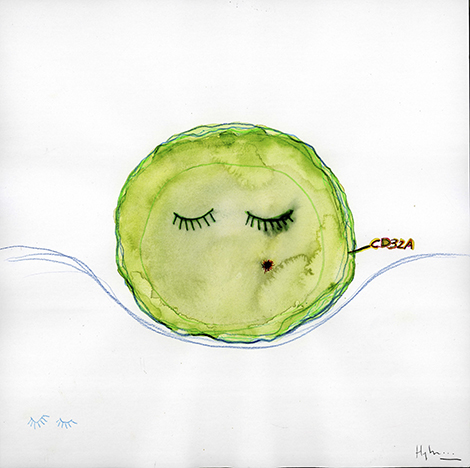 Tentative de description de la r&eacute;v&eacute;lation de CD32A comme marqueur des cellules r&eacute;servoir du VIH1 par Hyber.
