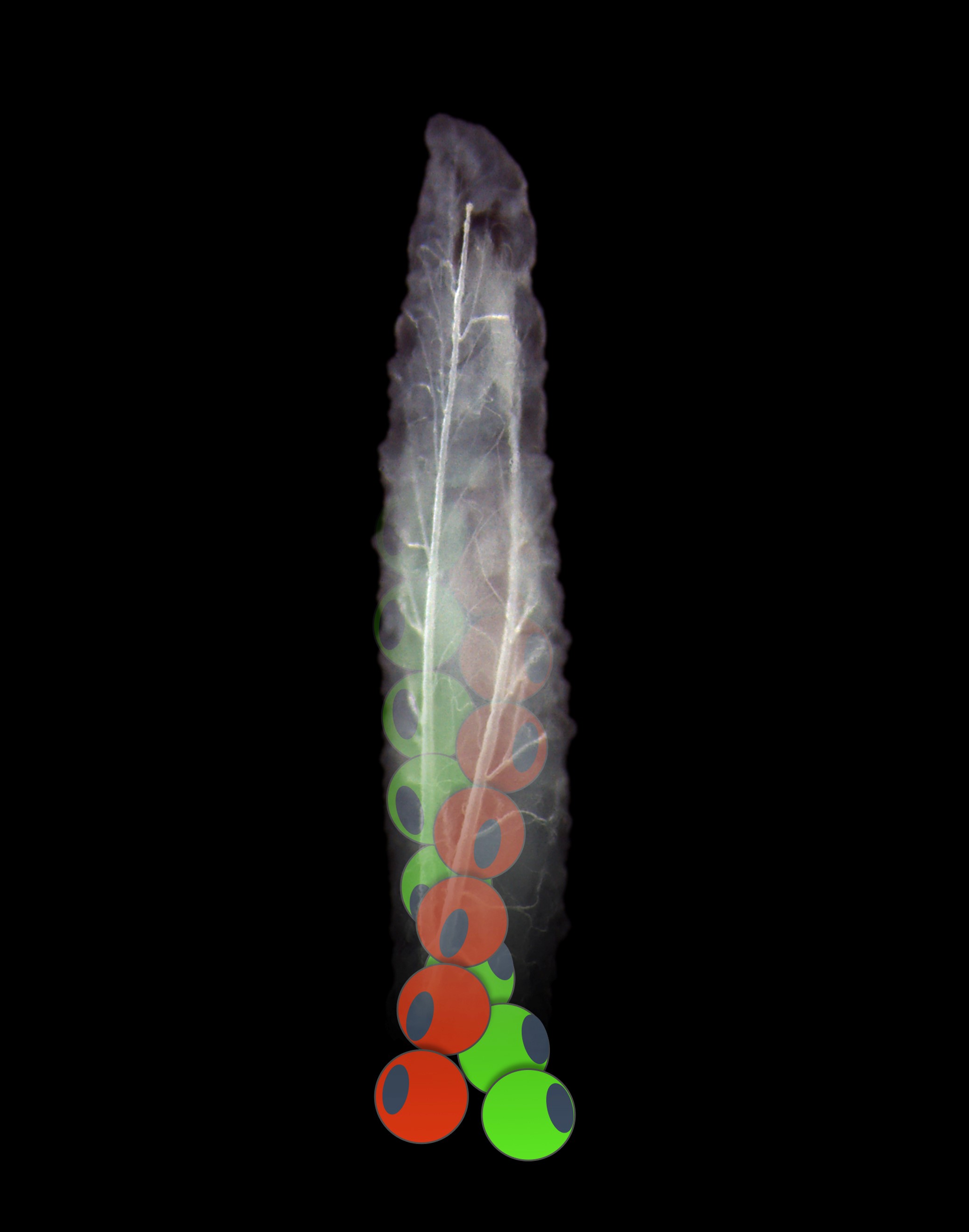 larve de drosophile (mouche) avec en surimpression une repr&eacute;sentation des filaments d'actine