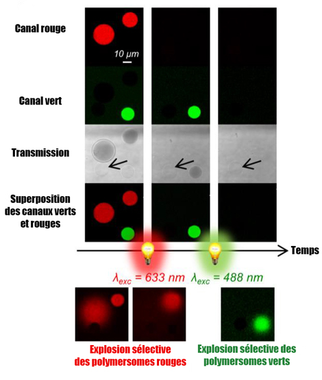 Observations au microscope confocal de trois types de v&eacute;sicules.