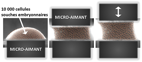 L'&eacute;tireur magn&eacute;tique