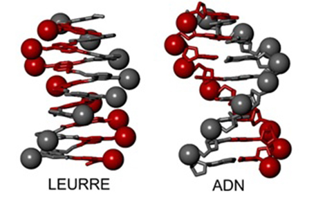 Des mol&eacute;cules artificielles qui miment l'ADN