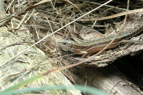 L&eacute;zard vivipare (Zootoca vivipara).