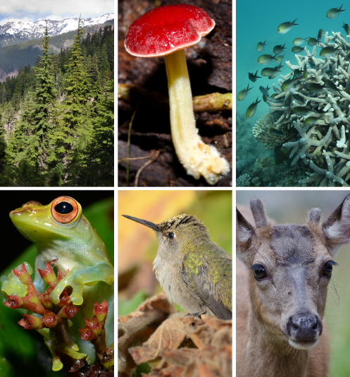 mosa&iuml;que montrant des esp&egrave;ces animales et v&eacute;g&eacute;tales, marines et terrestres