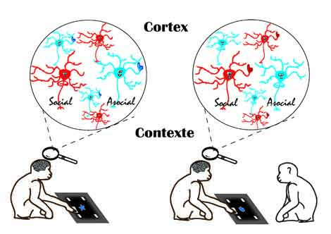 Cette image illustre une mobilisation diff&eacute;rente des neurones sociaux et asociaux, selon que le singe qui effectue la t&acirc;che sur l'&eacute;cran tactile se trouve en pr&eacute;sence ou en absence de son cong&eacute;n&egrave;re.