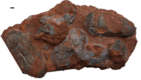 Ponte d'oviraptorosaure du Cr&eacute;tac&eacute; sup&eacute;rieur du Jiangxi (Chine). &Eacute;chelle 1cm.