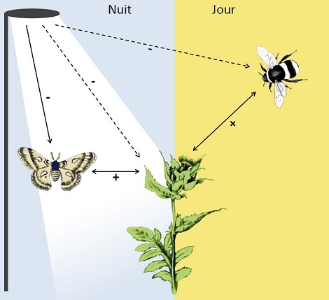 Sch&eacute;ma illustrant les effets en cascade de la lumi&egrave;re artificielle nocturne sur les communaut&eacute;s de plantes et pollinisateurs