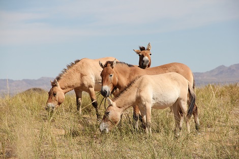 Chevaux de Przewalski, r&eacute;serve de r&eacute;introduction de Seer, Mongolie.