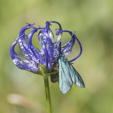 &laquo; Phyteuma hemisphaericum &raquo;.