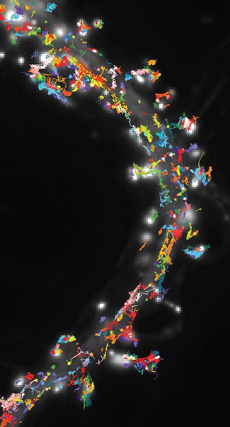 Trajectoires de r&eacute;cepteurs de neurotransmetteu
