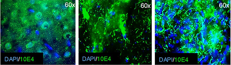 images de microscopie &agrave; fluorescence