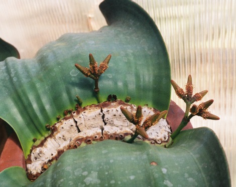 D&eacute;tail d'une plante Welwitschia mirabilis avec ses deux feuilles et des c&ocirc;nes m&acirc;les.