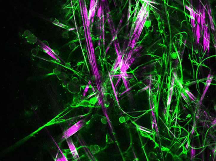 A new gelling molecule for growing neurons in 3D