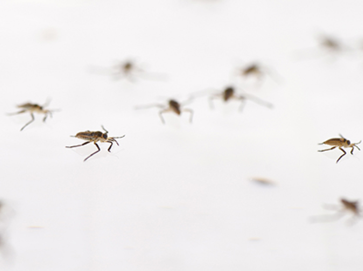 Water striders illustrate evolutionary processes