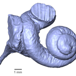 Audibility range of first whales